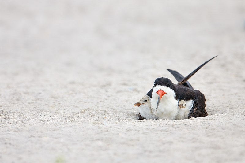 Black-Skimmer-brooding-to-chicks-_BUP9531-Nickerson-Beach-Park-Lido-Beach-Long-Island-MY-1