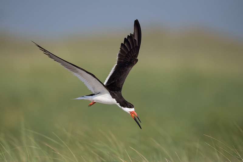 Black-Skimmer-calling-while-landing_MAI3626Nickerson-Beach-Park,-Gilgo-Beach,-NY