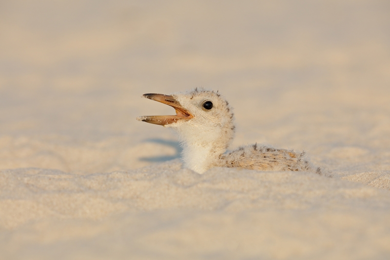 Black-Skimmer-chick-begging-_T0A2990-Nickerson-Beach,-LI,-NY