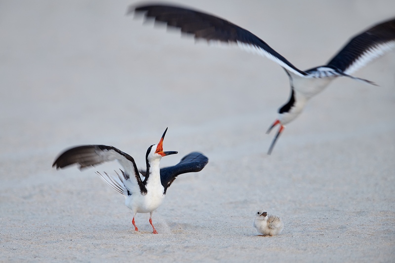 Black-Skimmer-defending-chick-_MAI2937Nickerson-Beach-Park-Gilgo-Beach-NY-1