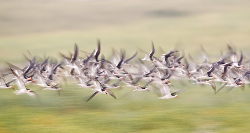 Black-Skimmer-early-morning-blur-1-15-sec-_W3C5756--Nickerson-Beach,-Long-Island,-NY