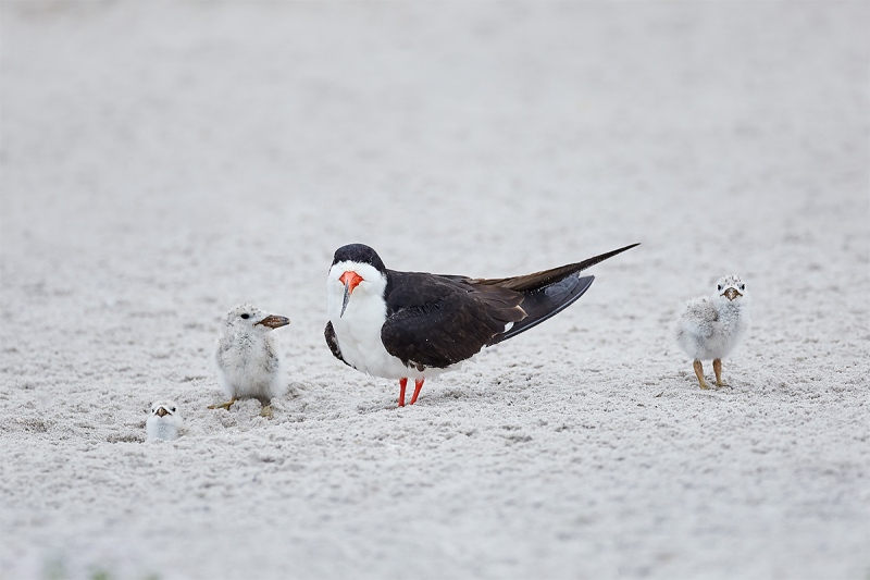 Black-Skimmer-family-Muhammad-Arif-photo-4Q8A3875-Nickerson-Beach-Park-Lido-Beach-Long-Island-MY-1