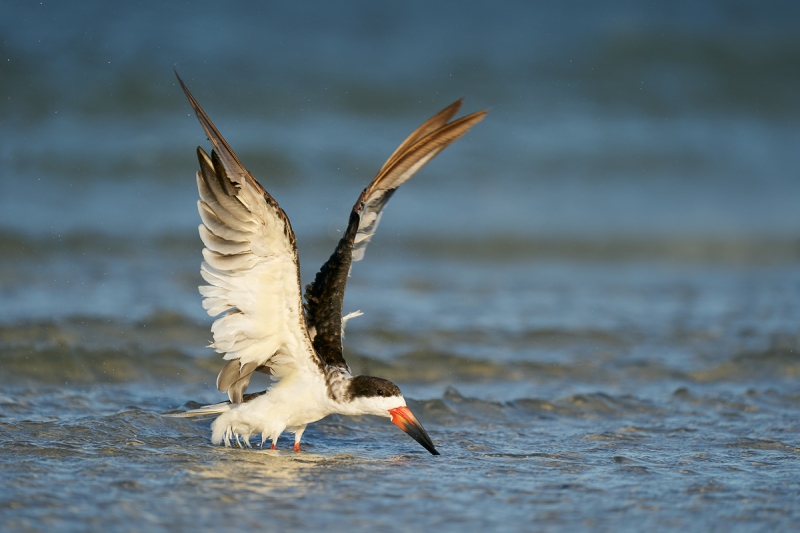 Black-Skimmer-flapping-after-bath-_A9B2812-Fort-DeSoto-Park-FL-1