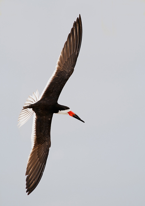 Black-Skimmer-flight-VERT-_V5W2176Nickerson-Beach,-Point-Lookout,-NY