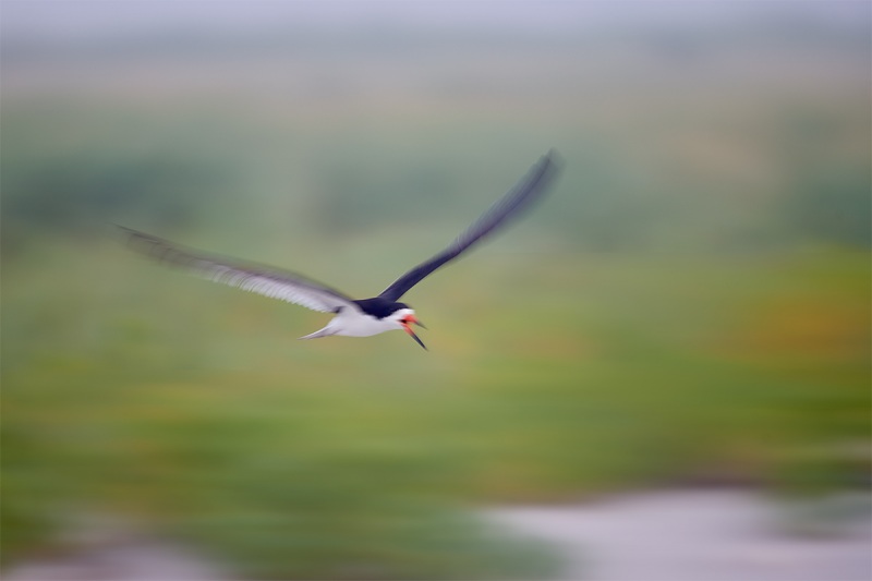 Black-Skimmer-flight-blur-1-30-sec-_MAI2395-Nickerson-Beach-Park-Lido-Beach-Long-Island-MY-1