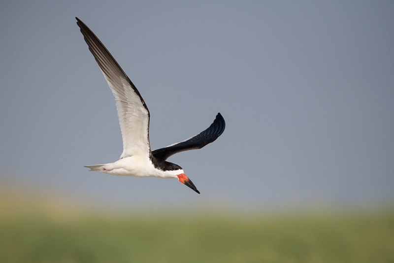 Black-Skimmer-in-flight----wings-up-_MAI3653Nickerson-Beach-Park,-Gilgo-Beach,-NY