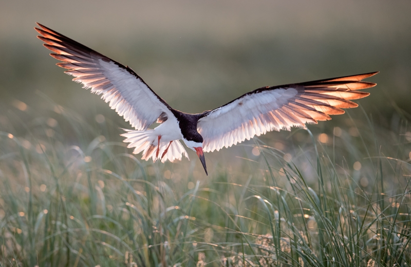 Black-Skimmer-landing-backlit-_MAI3375Nickerson-Beach-Park,-Gilgo-Beach,-NY