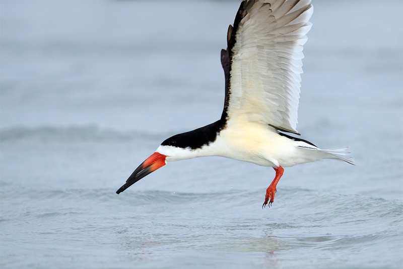 Black-Skimmer-lifting-off-after-bath-_BUP2977--Fort-DeSoto-Park,-Tierra-Verde-FL-1