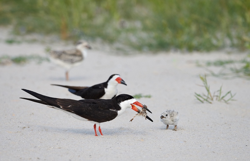 Black-Skimmer-offering-Common-Tern-nestling-to-chick-_MAI3702Nickerson-Beach-Park-Gilgo-Beach-NY-1