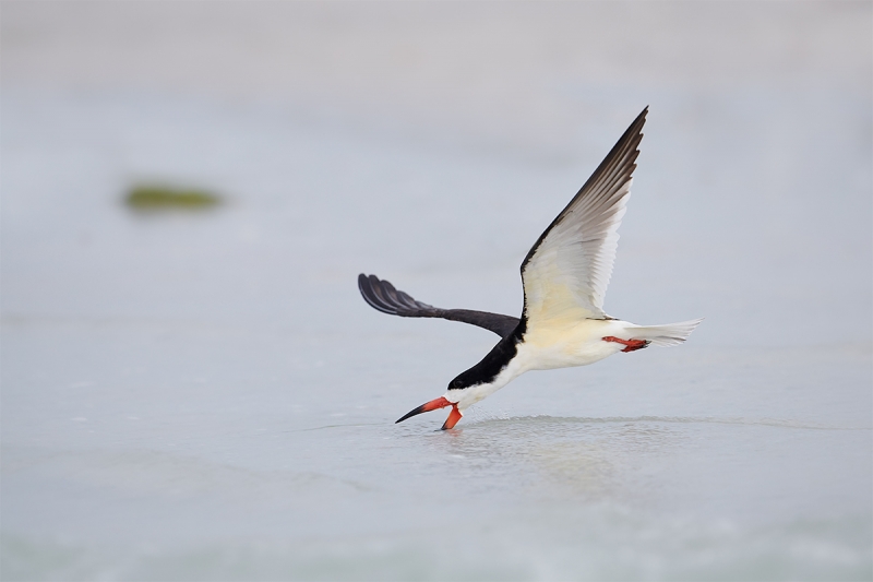 Black-Skimmer-skimming-_BUP3173--Fort-DeSoto-Park,-Tierra-Verde-FL-1