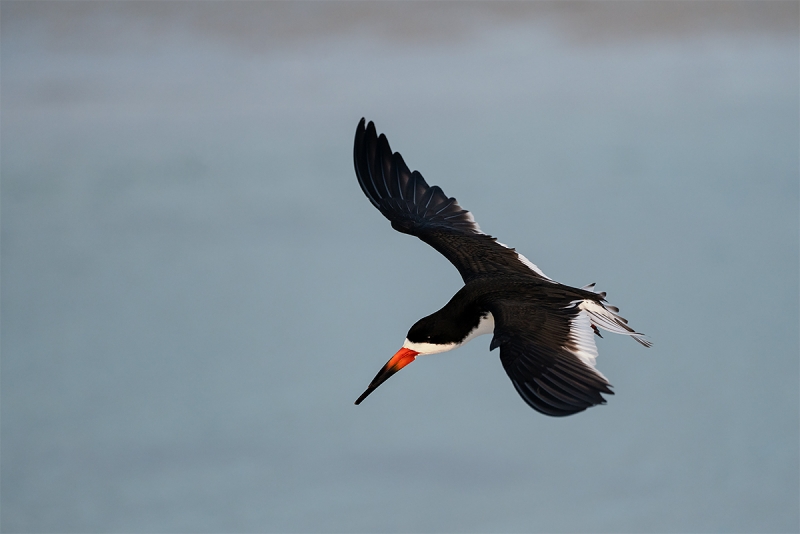 Black-Skimmer-slowing-down-in-flight-A-_A7R0181--Fort-DeSoto-Park,-Tierra-Verde-FL
