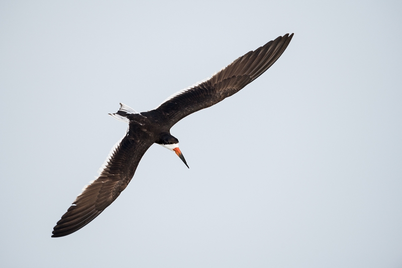 Black-Skimmer-starting-dive-away-from-midair-fight-_MAI3752Nickerson-Beach-Park,-Gilgo-Beach,-NY