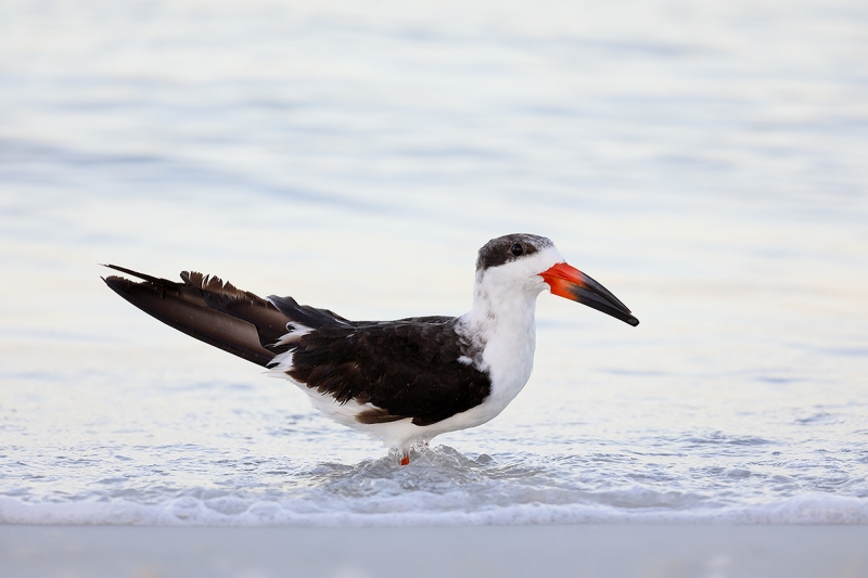 Black-Skimmer-winter-adult-in-surf-_P3A3270-Fort-DeSoto-Park,-Pinellas-County,-FL