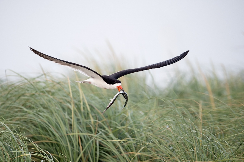 Black-Skimmer-with-needlefish-_MAI3869Nickerson-Beach-Park,-Gilgo-Beach,-NY