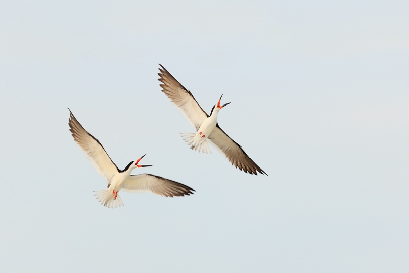 Black-Skimmers-battling-white-sky-wing-replacement-DARKER-_Y7O0452--Nickerson-Beach,-LI,-NYA