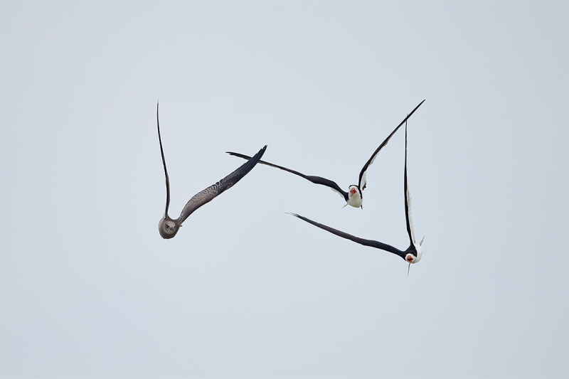 Black-Skimmers-chasing-juvenile-Laughing-Gull-_BUP0049-Nickerson-Beach-Park-Lido-Beach-Long-Island-MY-1