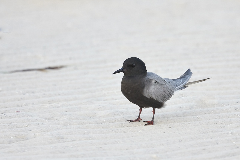 Black-Tern-breeding-plumage-adult-_BUP4853-Fort-DeSoto-Park-Tierra-Verde-FL-1
