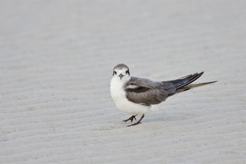 Black-Tern-sub-adult-_BUP4843-Fort-DeSoto-Park-Tierra-Verde-FL-1