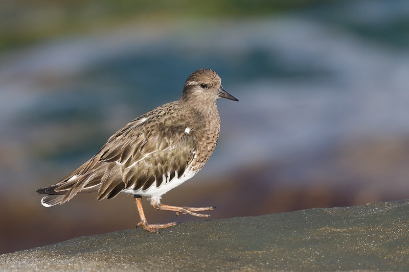 Black-Turnstone-_P3A2854-La-Jolla,-CA