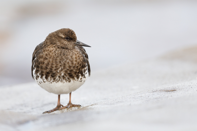 Black-Turnstone-_W5A4968-La-Jolla,-CA