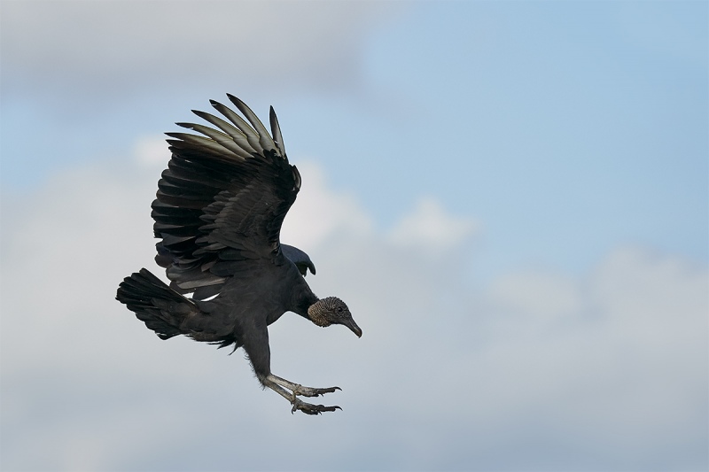 Black-Vulture-braking-to-land-_DSC7142-Indian-Lake-Estates-FL-1