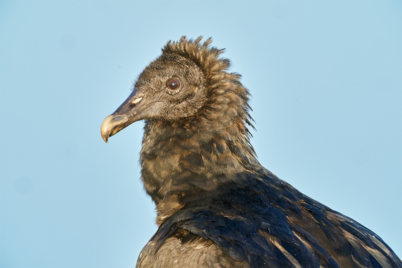 Black-Vulture-head-and-neck-protrait-_DSC0037-Indian-Lake-Estates-FL-1