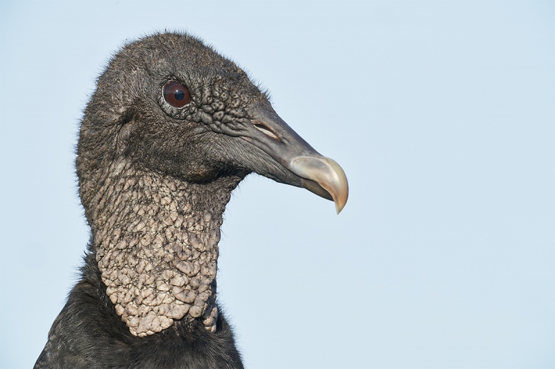 Black-Vulture-head-portrait-_DSC0517-Indian-Lake-Estates-FL-1