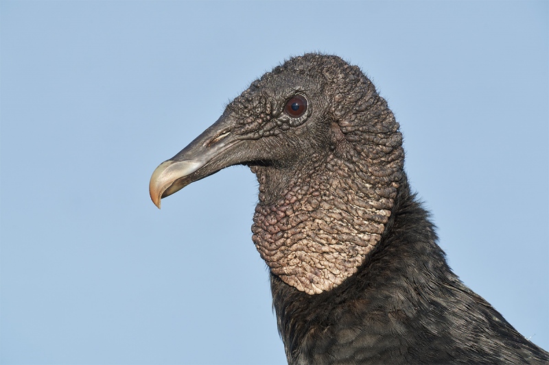 Black-Vulture-head-portrait-_DSC5810-Indian-Lake-Estates-FL-1