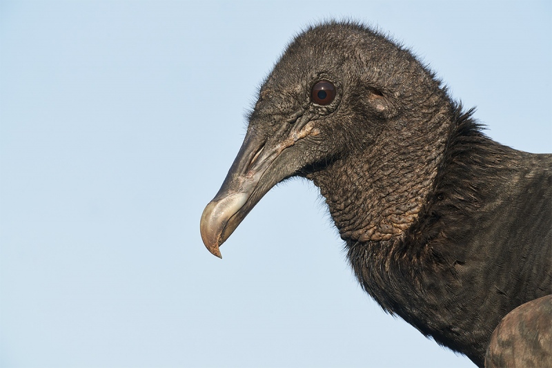 Black-Vulture-head-portrait-dust-spotter-_DSC5753-Indian-Lake-Estates-FL-1