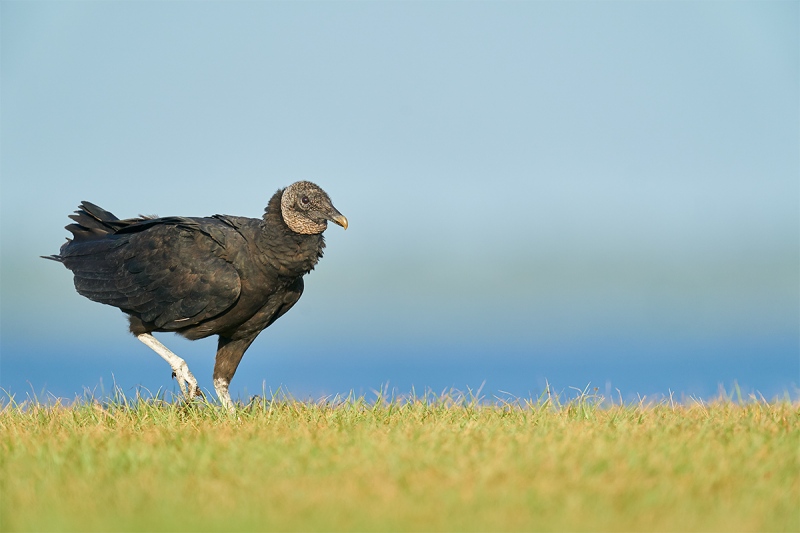 Black-Vulture-in-a-hurry-_A9B0064-Indian-Lake-Estates-FL-1