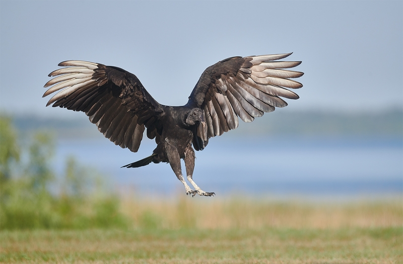 Black-Vulture-landing-LESS-CONTRAST--_BUP6879--Indian-Lake-Estates-FL-1