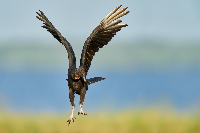 Black-Vulture-landing-_A927769-Indian-Lake-Estates-FL-1