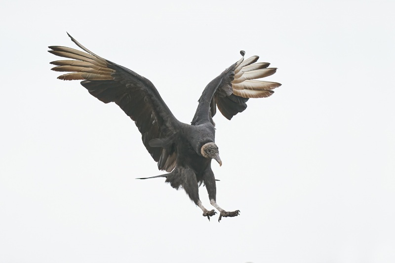 Black-Vulture-landing-_A9B6013-Indian-Lake-Estates-FL-1