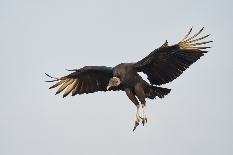 Black-Vulture-landing-_A9B8473-Indian-Lake-Estates-FL-1