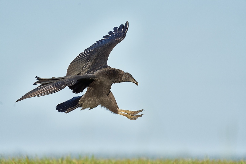 Black-Vulture-landing-_DSC5566-Indian-Lake-Estates-FL-1