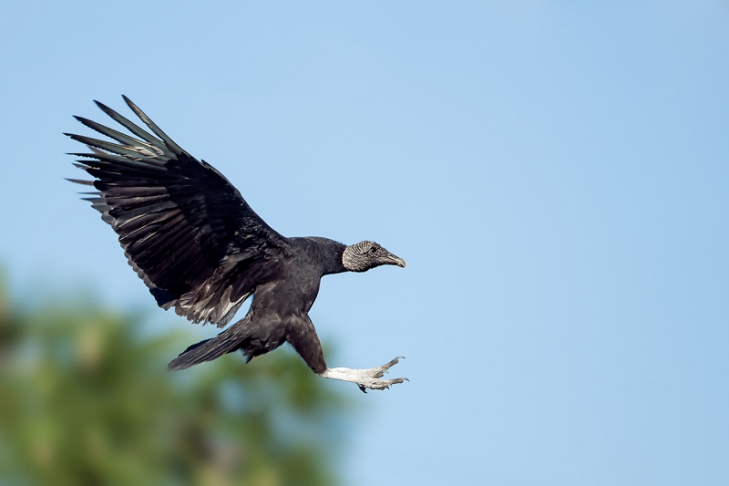Black-Vulture-landing-_DSC8788-Gatorland,-Kissimmee,-FL