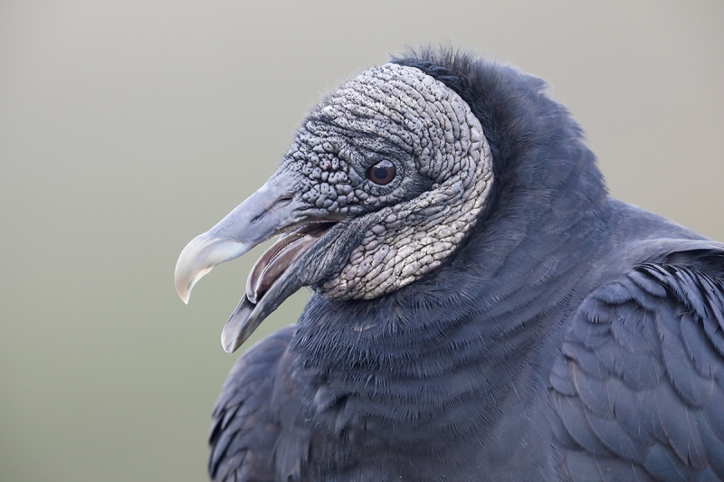 Black-Vulture-laughing