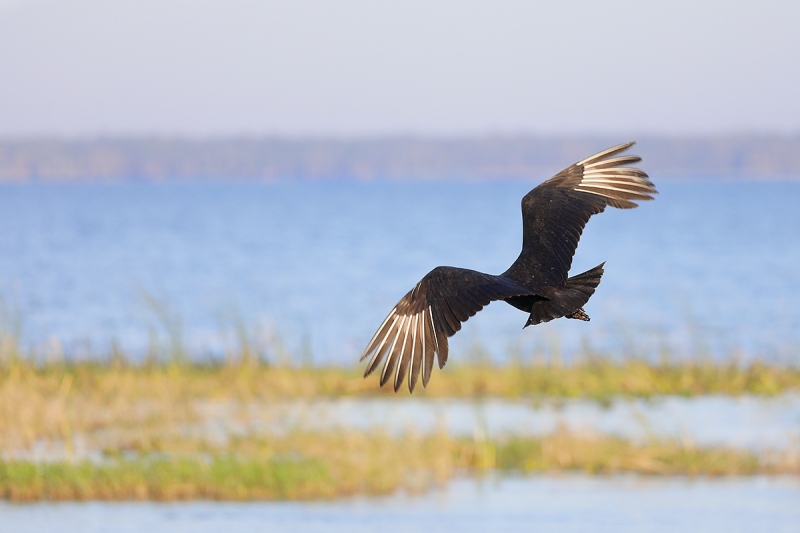 Black-Vulture-over-lake-_P3A0930--Indian-Lake-Estates,-FL