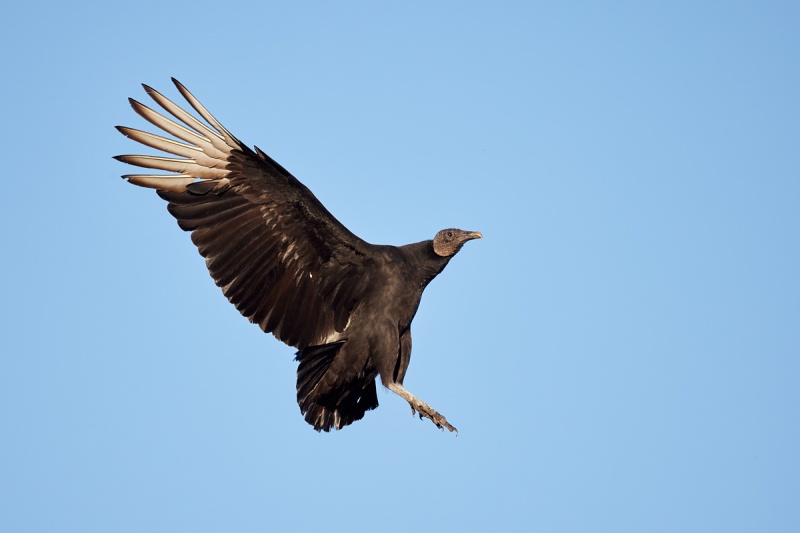 Black-Vulture-ready-to-land-_Q5A8635-Indian-Lake-Estates-FL-1