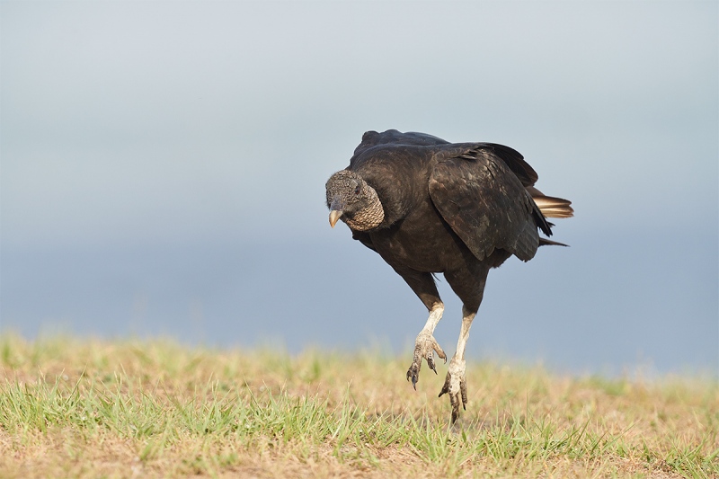 Black-Vulture-running-_7R48178-Indian-Lake-Estates-FL-1