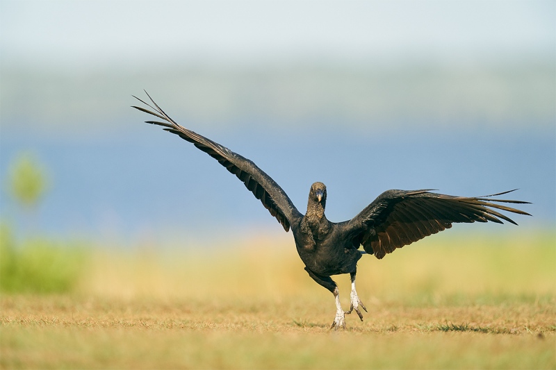 Black-Vulture-running-excitedly-_A927734-Indian-Lake-Estates-FL-1