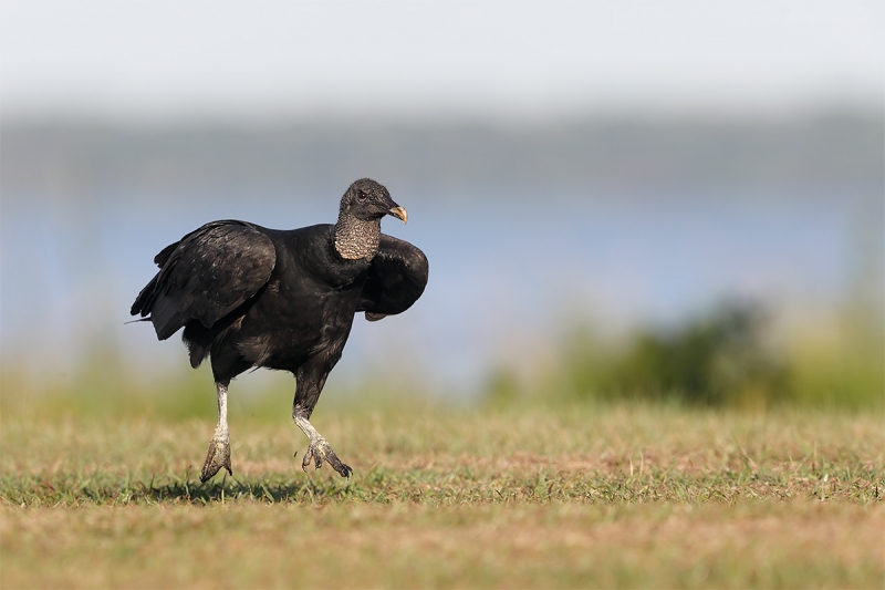 Black-Vulture-running-with-feet-off-the-ground-_W5A2802-Indian-Lake-Estates,-FL