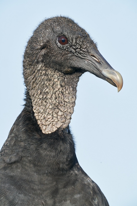 Black-Vulture-vertical-head-portrait-_DSC0530-Indian-Lake-Estates-FL-1