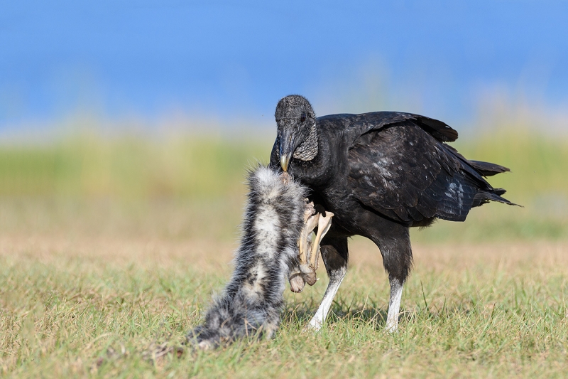 Black-Vulture-with-opossum-carcass-_DSC0663--Indian-Lake-Esates,-FL