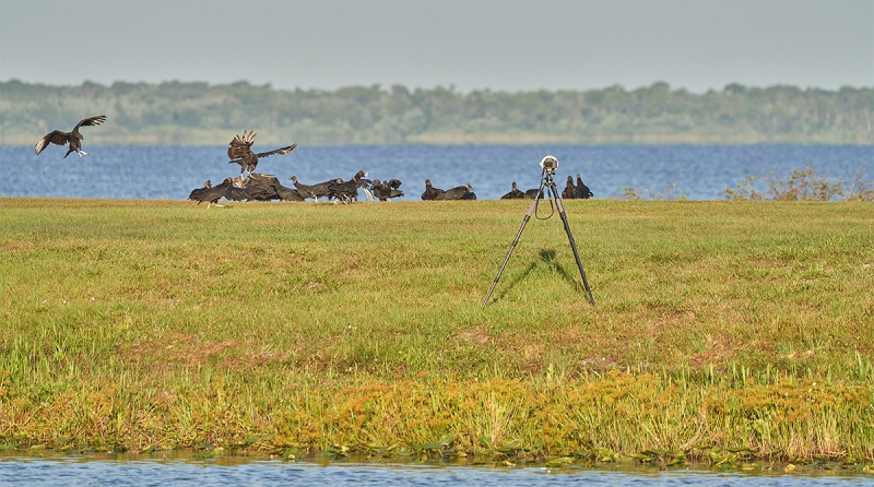 Black-Vultures-at-feeeding-station-_7R40336-Indian-Lake-Estates-FL-1