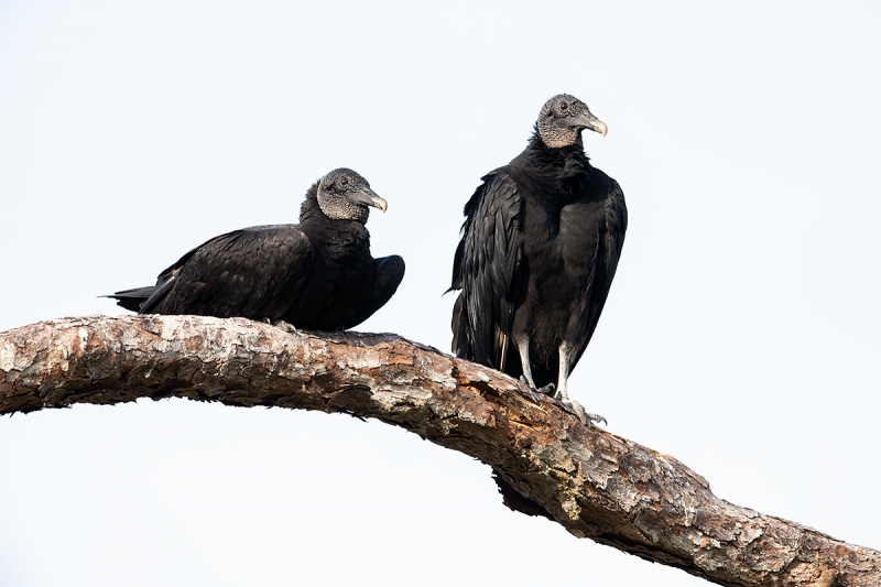 Black-Vultures-on-branch-_MAI0777-Indian-Lake-Estates-FL