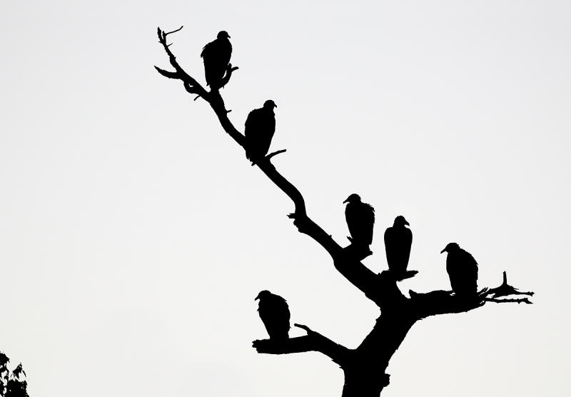 Black-Vultures-pre-dawn-silhoutte-_P3A0971-Gatorland,-Kissimmee,-FL