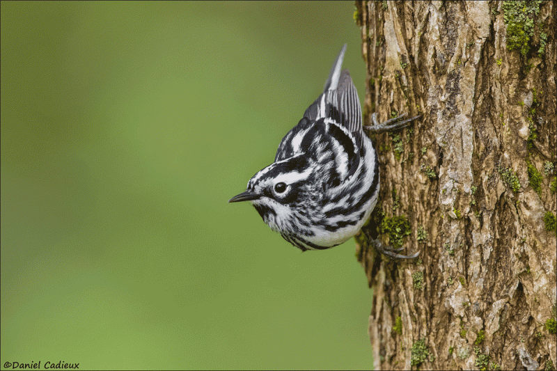 Black-and-white-Warbler_5422-20