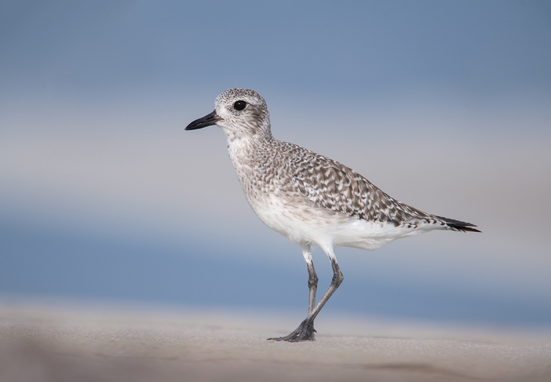 Black-bellied-Plover-basic-plumage-_MAI7528Fort-DeSoto-Park,-Tierra-Verde,-FL