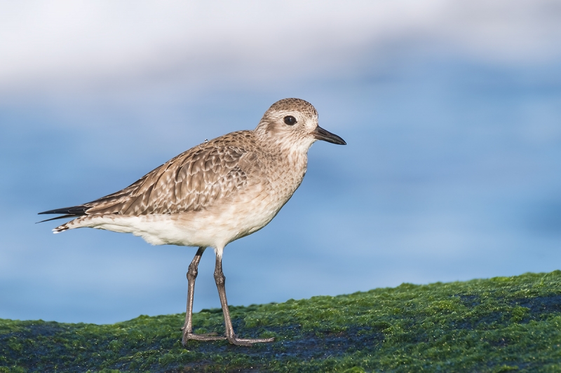 Black-bellied-Plover-winter-plumage-_DSF2571-La-Jolla,-CA